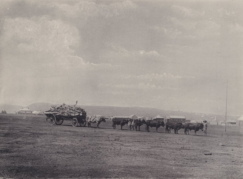 Bir Öküz Arabası (s/b fotoğraf) by South African Photographer