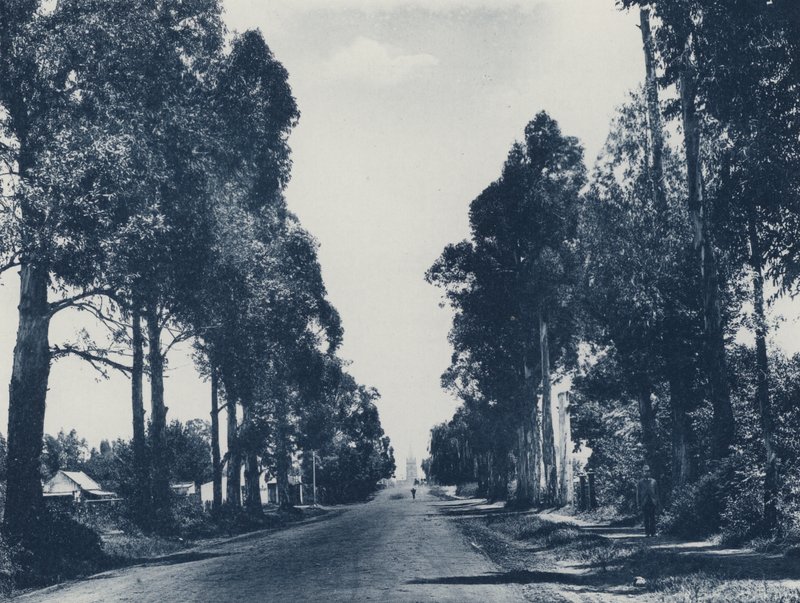 Mavi Sakız Ağaçları Bulvarı, Pretoria (s/b fotoğraf) by South African Photographer