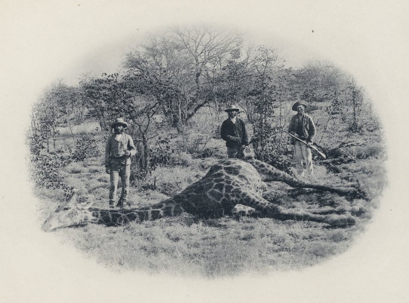 Transvaal