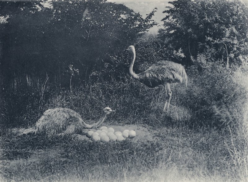 Devekuşları ve Yumurtalar (s/b fotoğraf) by South African Photographer