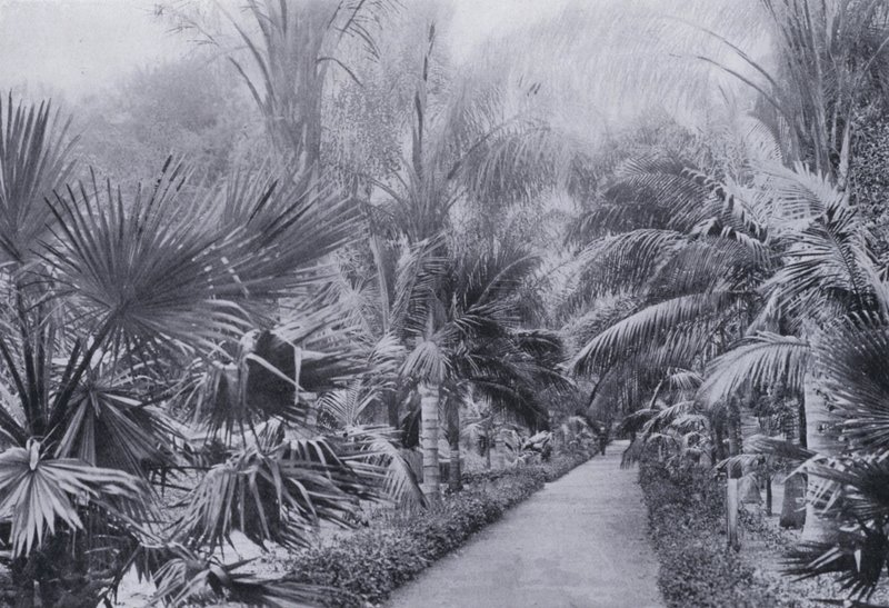 Palm Avenue, Botanik Bahçeleri, Durban (s/b fotoğraf) by South African Photographer