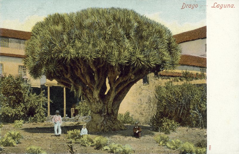 Ejderha Ağacı (renkli fotoğraf) by Spanish Photographer