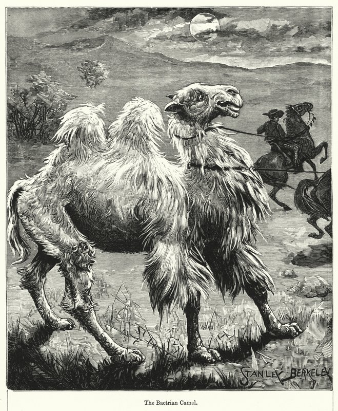 Baktriya Devesi by after Stanley Berkeley