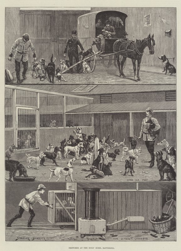 Köpeklerin Evi, Battersea