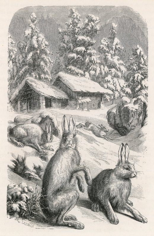 Beyaz Alp Tavşanı by Swiss School