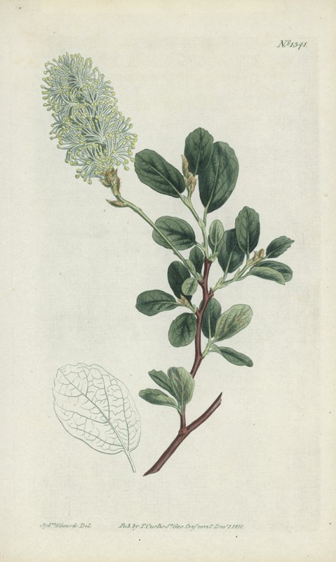botanik gravür by Sydenham Teast Edwards