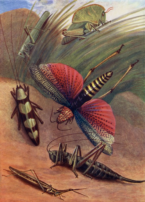 Bir Grup Çekirge by Theobald Carreras