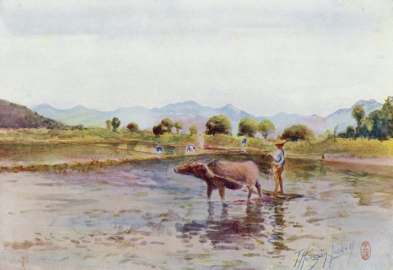 Manda Çeltik Tarlalarında İş Başında by Thomas Hodgson Liddell