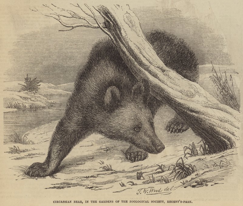 Regent's-Park Zooloji Derneği'nin Bahçelerinde Çerkes Ayısı by Thomas W. Wood