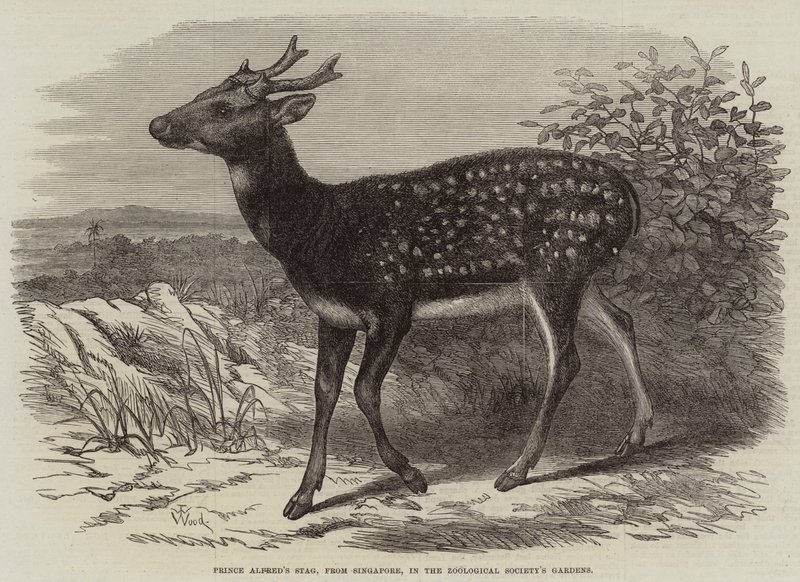 Zooloji Derneği'nin Bahçelerinde Singapur'dan Prens Alfred'in Geyik, by Thomas W. Wood