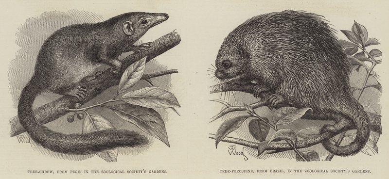 Ağaç Kır faresi ve Ağaç Kirpisi by Thomas W. Wood