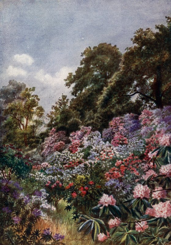 Kew Bahçeleri: Rhododendron Dell (renkli taş) by Thomas Mower Martin
