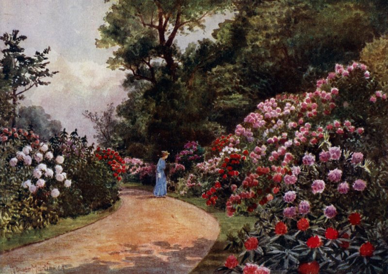 Kew Bahçeleri: Rhododendron Yürüyüşü (renkli taş) by Thomas Mower Martin