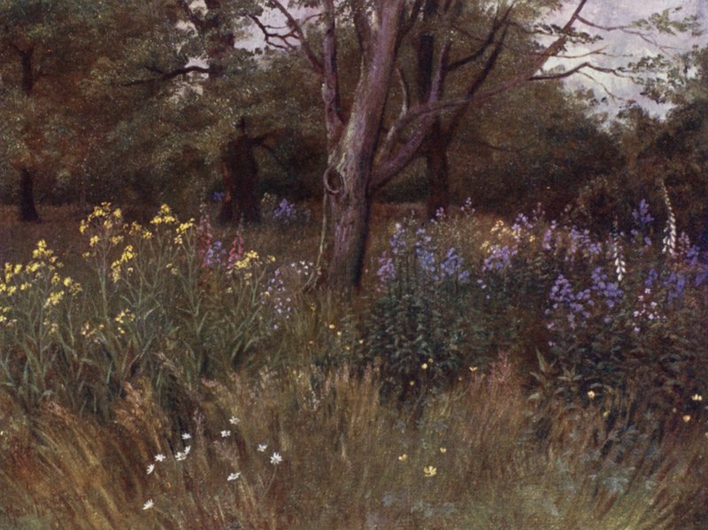 Kew Bahçeleri: Kayın Ormanlarında Kır Çiçekleri (renkli taş) by Thomas Mower Martin