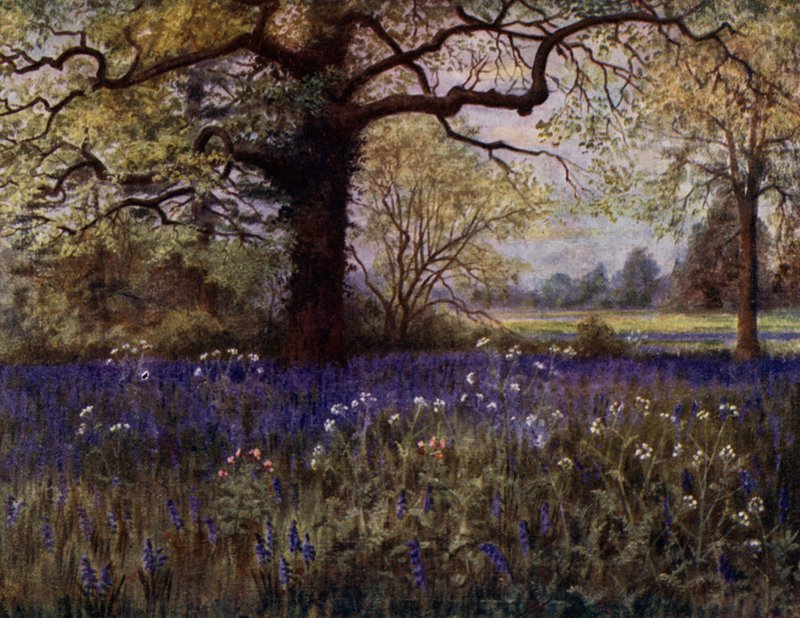 Kew Bahçeleri: Yabani Sümbüller (renkli taş) by Thomas Mower Martin