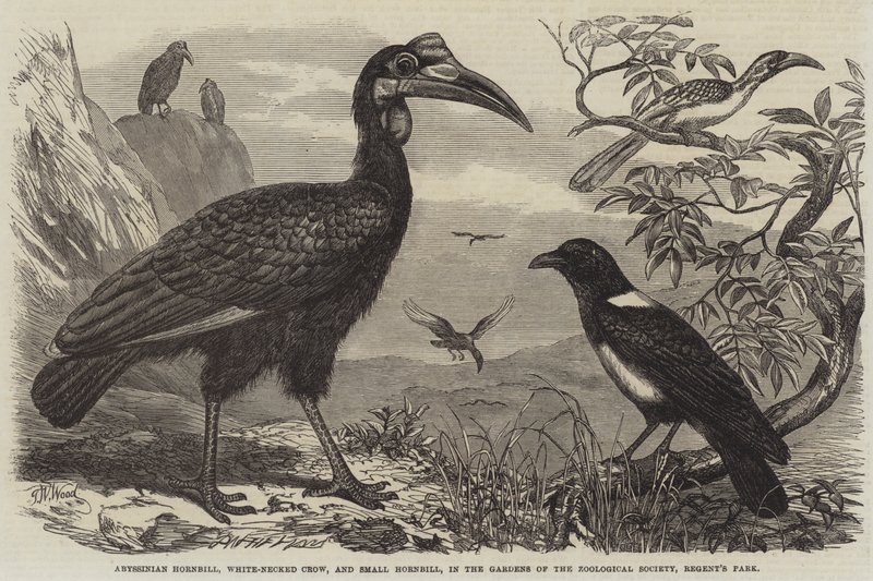Habeş Hornbill, Beyaz Boyunlu Karga ve Küçük Hornbill, Regent
