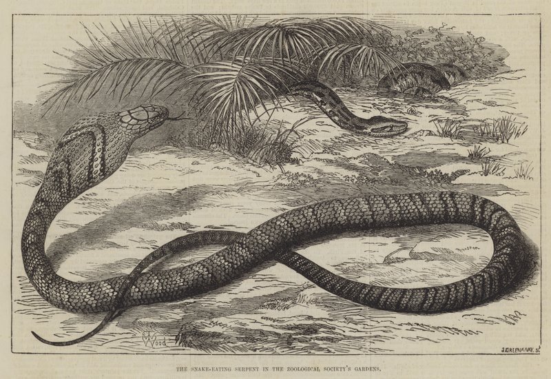 Zooloji Derneği'nin Bahçelerinde Yılan Yiyen Yılan by Thomas W. Wood