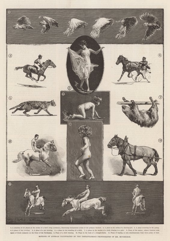 Bay Muybridge