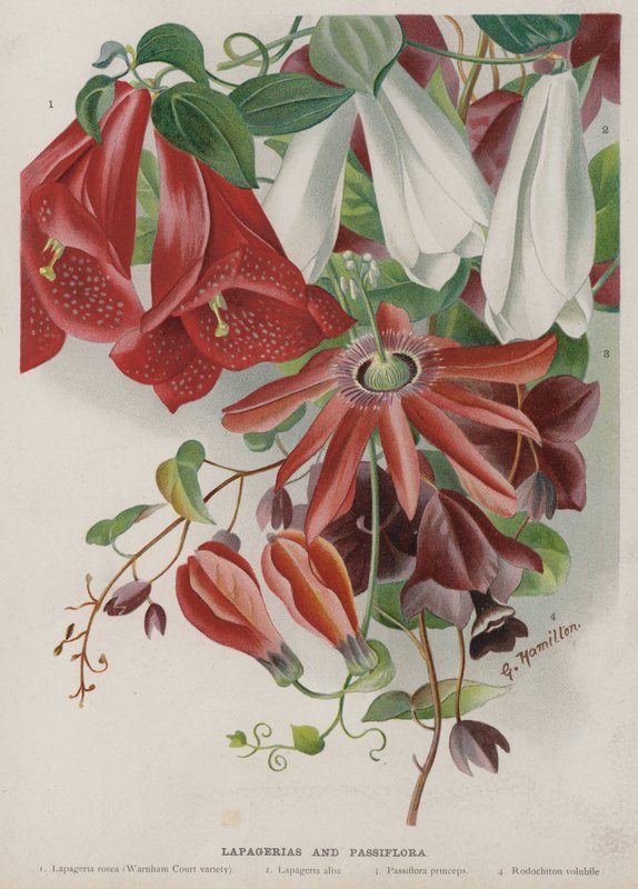 Lapagerias ve Passiflora by Unbekannt Unbekannt