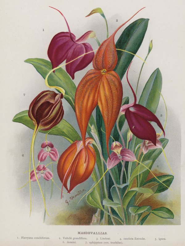 Masdevallia