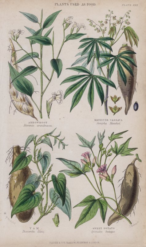 Ararot; manyok veya manyok; Tatlı patates; Tatlı Patates (renkli gravür) by W. Fitch