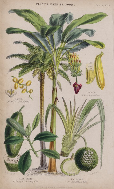 Tarih; Muz; Jack Meyvesi; Pandanus (renkli gravür) by W. Fitch