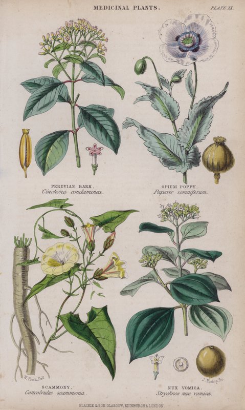 Peru Kabuğu; Haşhaş; dolandırıcılık; Nux Vomica (renkli gravür) by W. Fitch