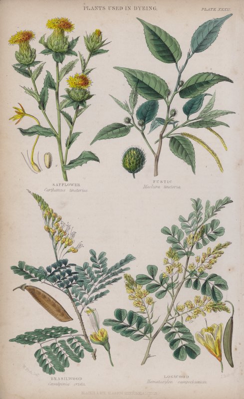 Aspir; fustik; Brezilya ağacı; Logwood (renkli gravür) by W. Fitch