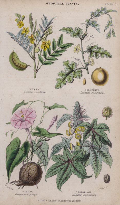 Sinameki; Kolosen; jalap; Hint Yağı (renkli gravür) by W. Fitch