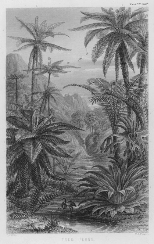 Ağaç Eğreltileri (renkli gravür) by W. Fitch