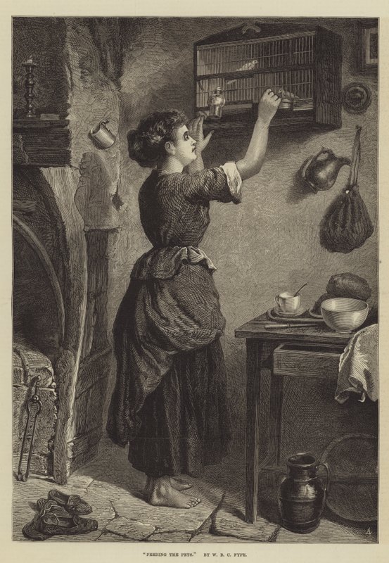 Evcil Hayvanları Beslemek by W. Fyfe