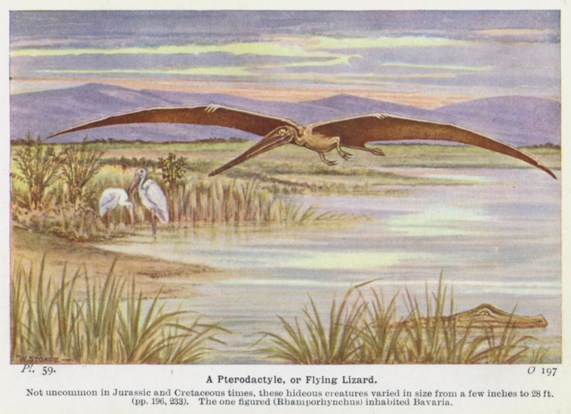 Bir Pterodaktil veya Uçan Kertenkele (renkli taş) by W. J. Stokoe