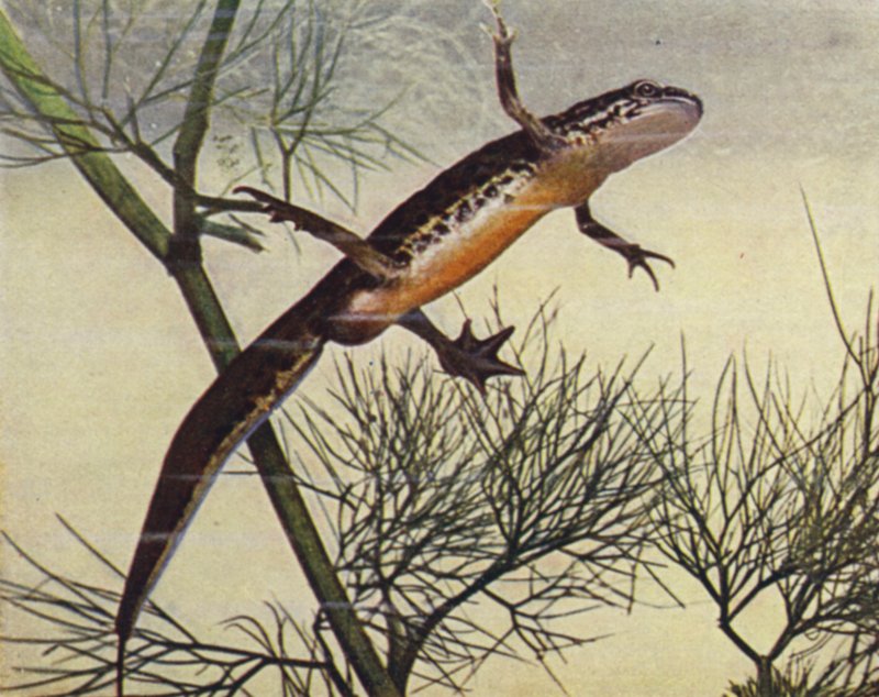 Palmate Newt, erkek, Moth palmata (renkli fotoğraf) by W. J. Stokoe