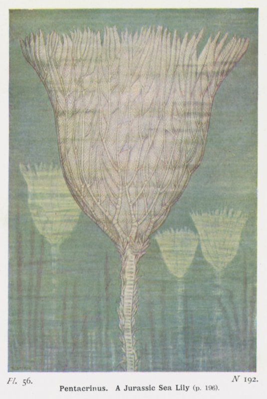 Pentacrinus, Jurassic Sea Lily (renkli lito) by W. J. Stokoe