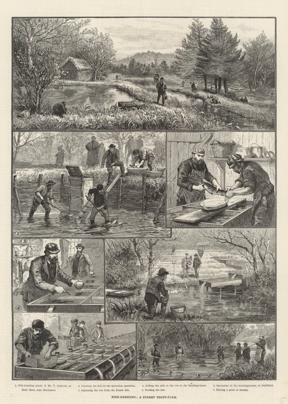 Balık Yetiştiriciliği, Surrey Alabalık Çiftliği by Walter Paget