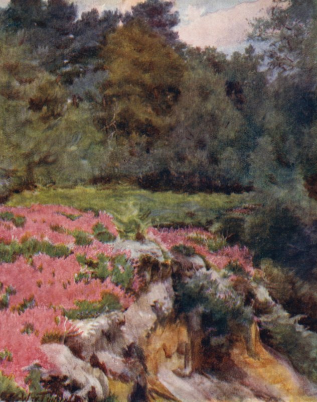 Yeni Orman: Royden
