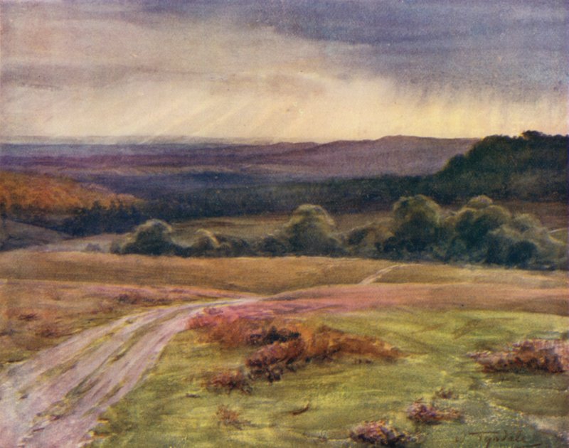 The New Forest: Boldrewood Walk, Puck Pitts, Fritham Road