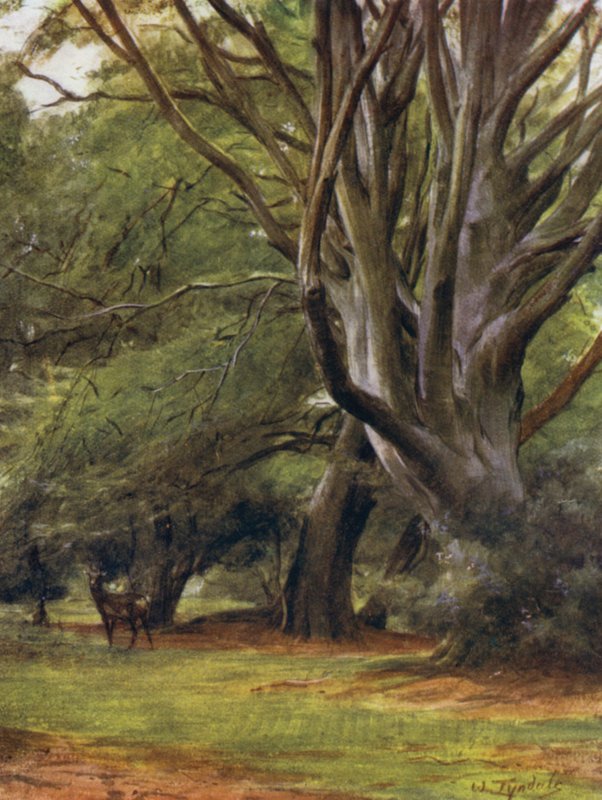 Yeni Orman: Penerley Woods (renkli taş) by Walter Frederick Roofe Tyndale