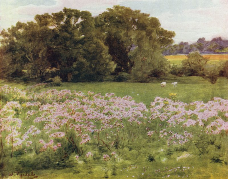 Yeni Orman: Riversdale, Boldre (renkli taş) by Walter Frederick Roofe Tyndale
