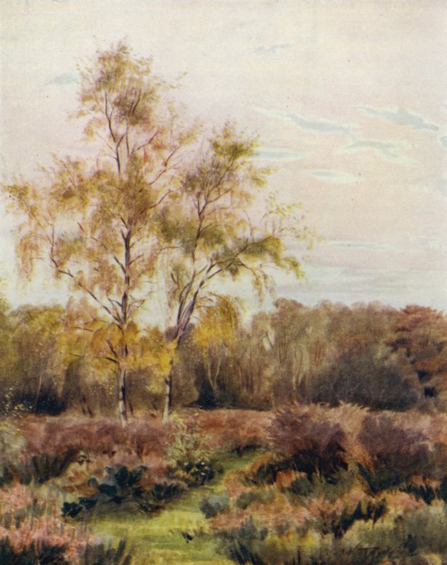 Yeni Orman: Rushpole Common, Lyndhurst Yarış Pisti yakınında by Walter Frederick Roofe Tyndale