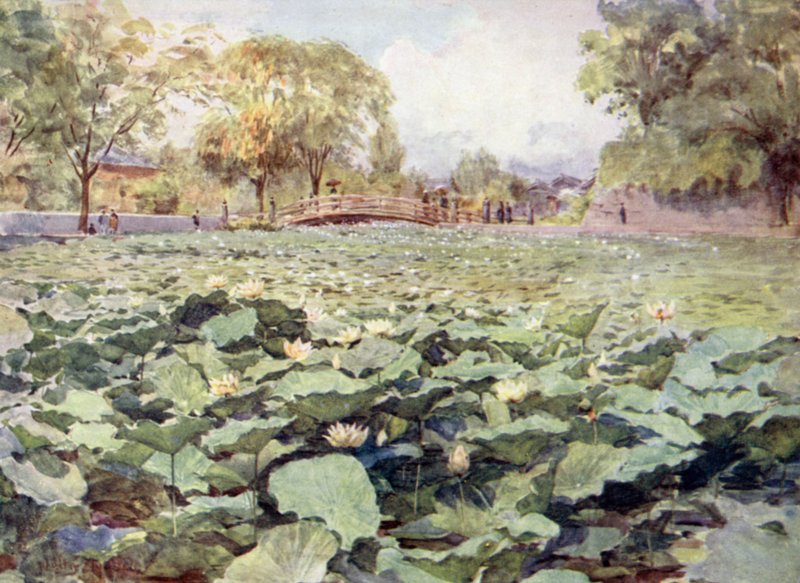 Beyaz Lotus, Kale Hendeği, Kofu by Walter Frederick Roofe Tyndale