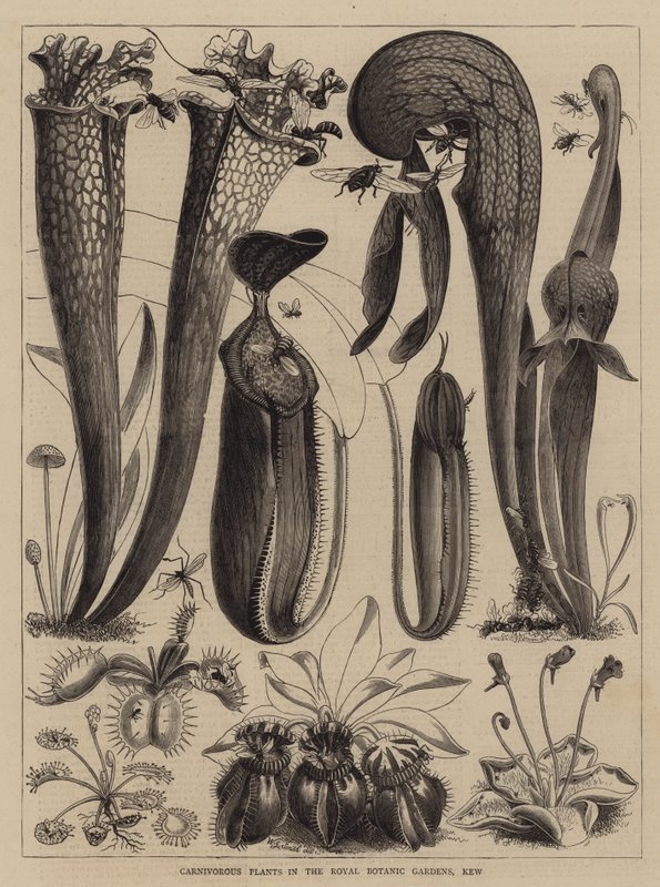 Kraliyet Botanik Bahçeleri, Kew