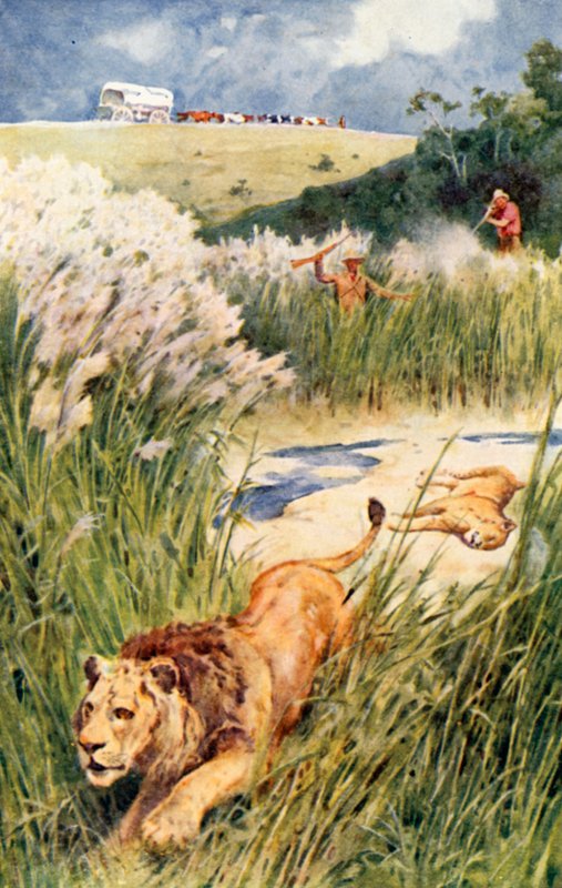 Partinin Boers Bir Aslan ve Dişi Aslanı Cesurca Mücadele Etti by Walter Stanley Paget