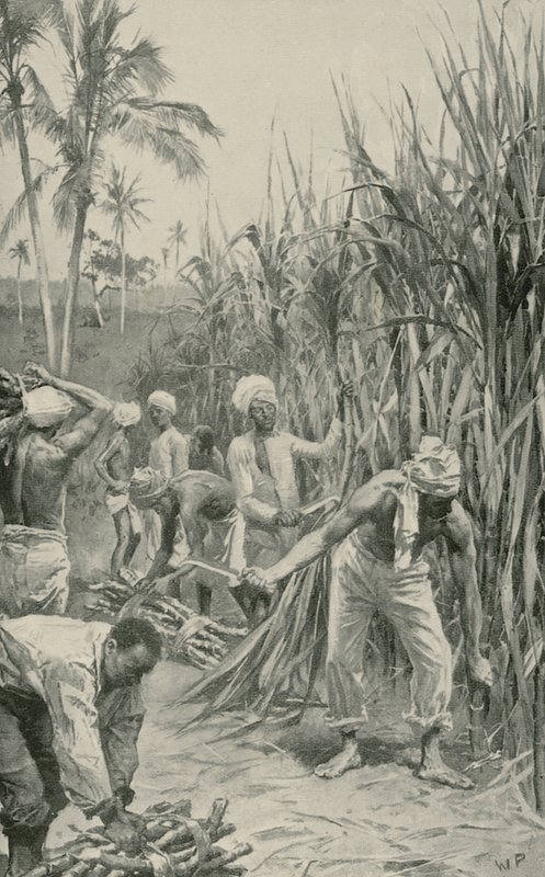 Trinidad Coolies at Work in a Cane-Field  by Walter Stanley Paget