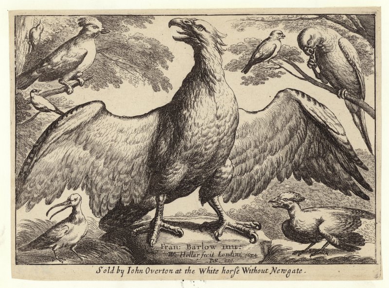 Kartal ve diğer kuşlar by Wenceslaus Hollar