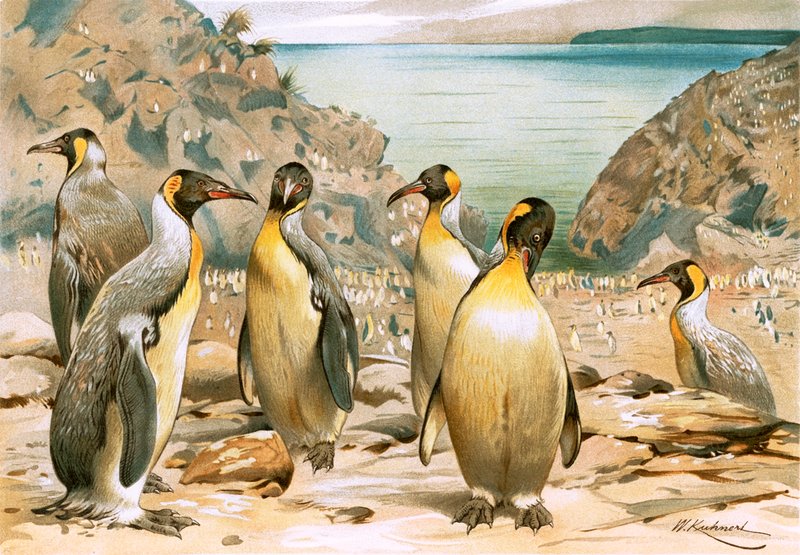 dev penguenler by Wilhelm Kuhnert