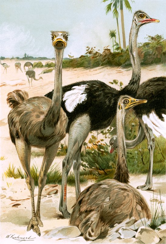 devekuşları by Wilhelm Kuhnert