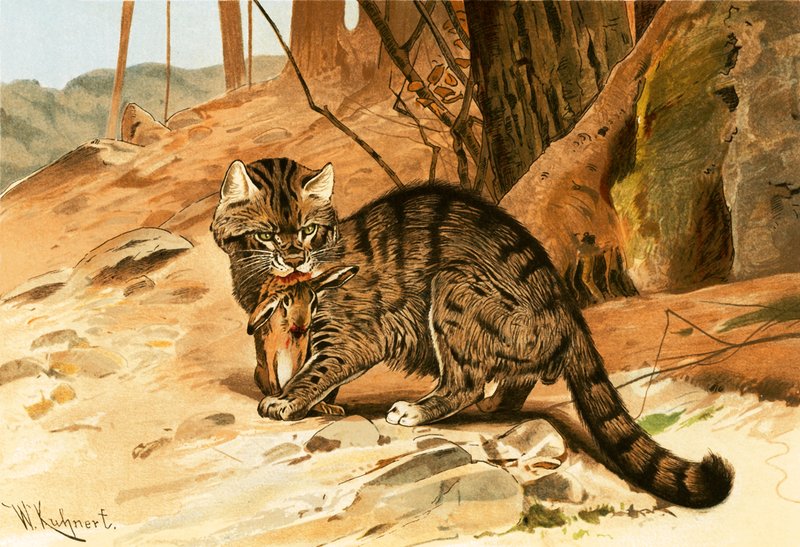 Yaban kedisi by Wilhelm Kuhnert