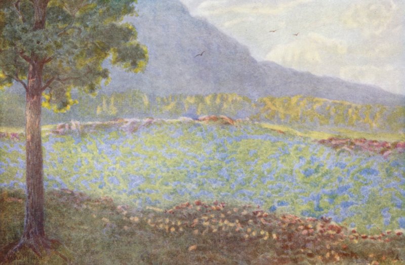  by Wilhelm Westhofen