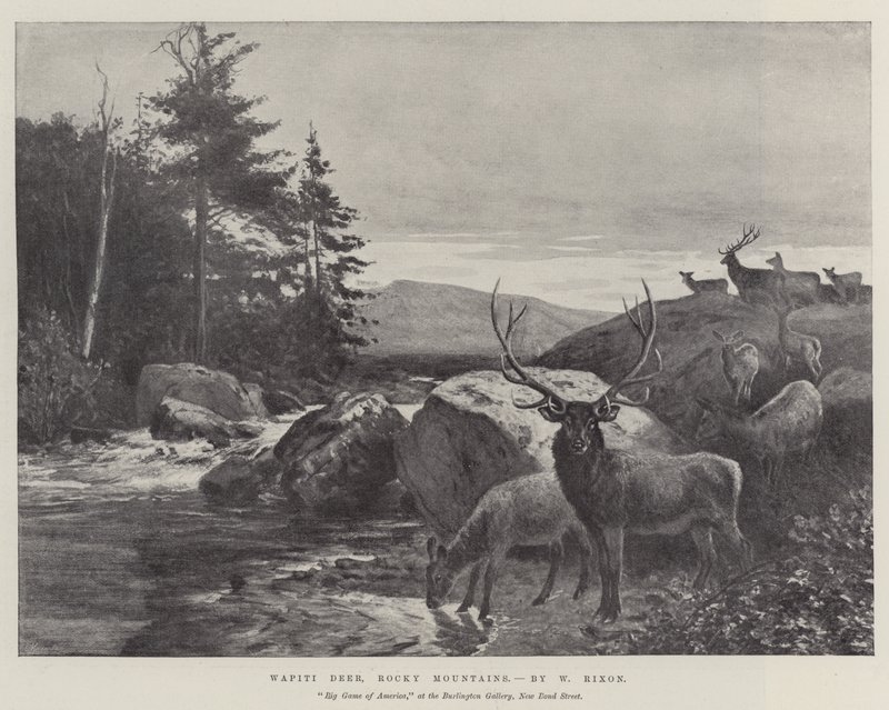 Wapiti Geyik, Rocky Dağları by William Augustus Rixon